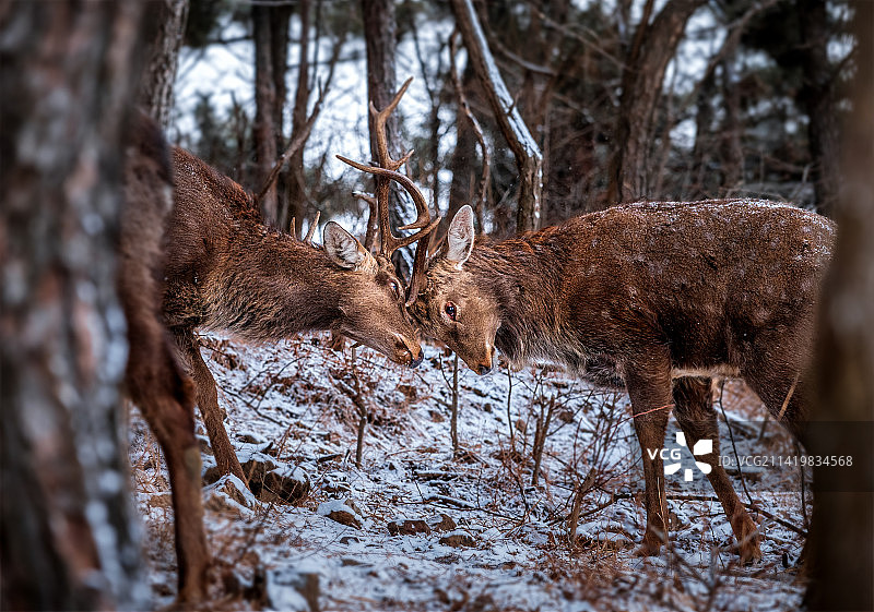 雪中梅花鹿的争斗图片素材