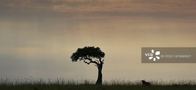 狂野 wild图片素材