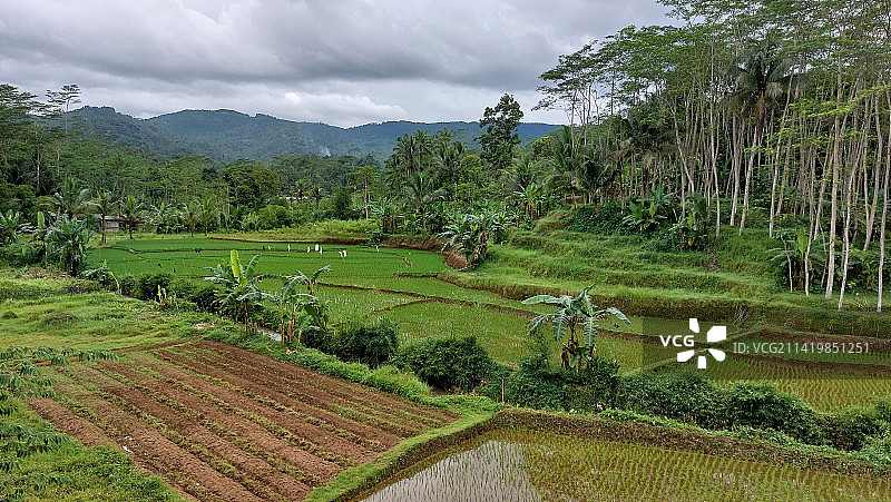 印度尼西亚农业田园风光图片素材
