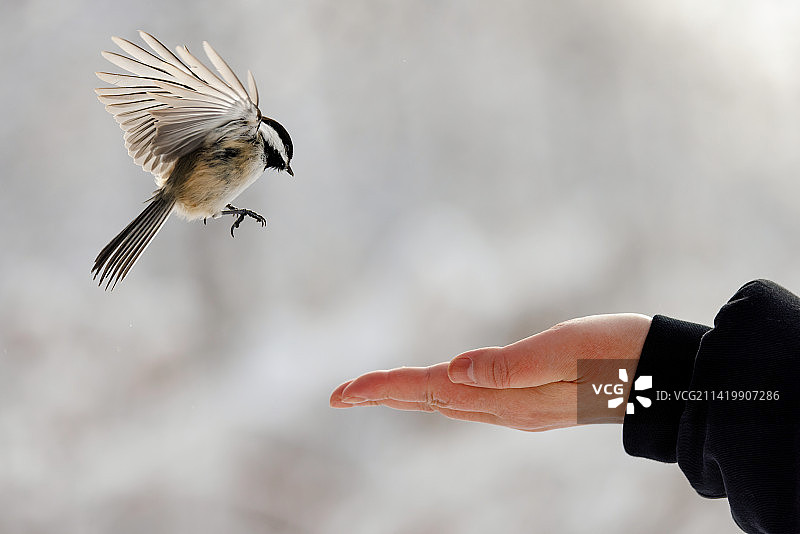 女子喂鹰的局部照片，加拿大安大略省南兰开斯特图片素材
