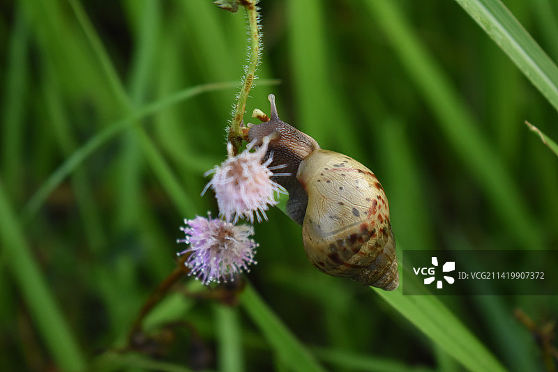 印度尼西亚树上紫花上的蜗牛图片素材