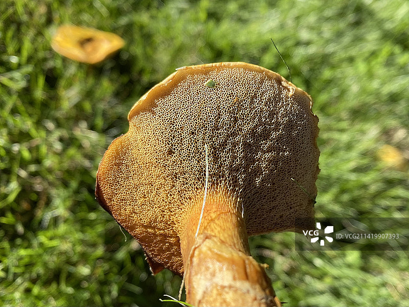 田野上生长的蘑菇特写，美国新罕布什尔州汉诺威图片素材