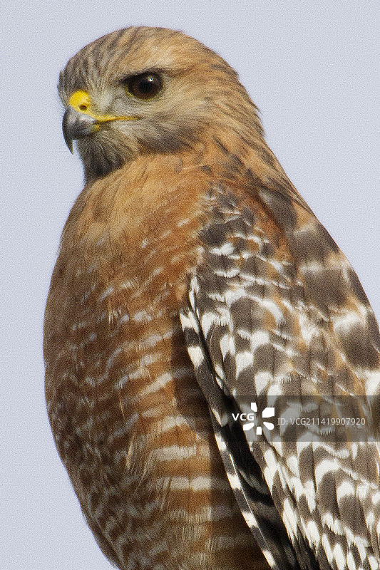 红肩鹰特写图片素材