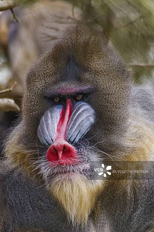 雄性山魈特写图片素材