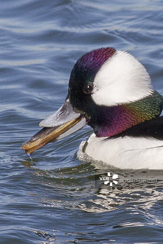 近距离拍摄雄性小䴙䴘鸭吞食贻贝图片素材