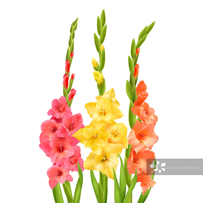 逼真唐菖蒲花图片素材