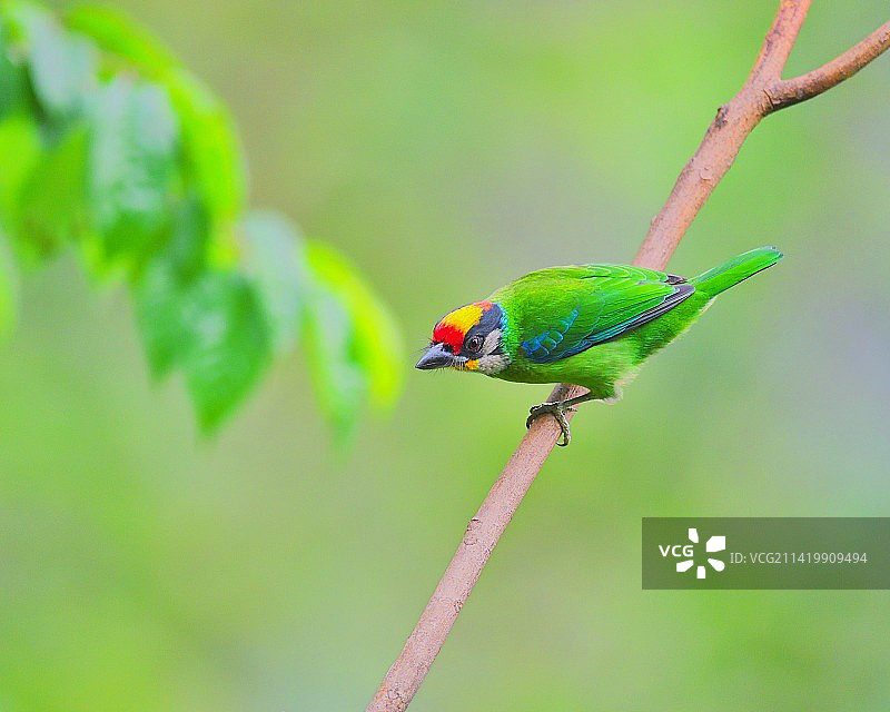 金喉拟啄木鸟图片素材