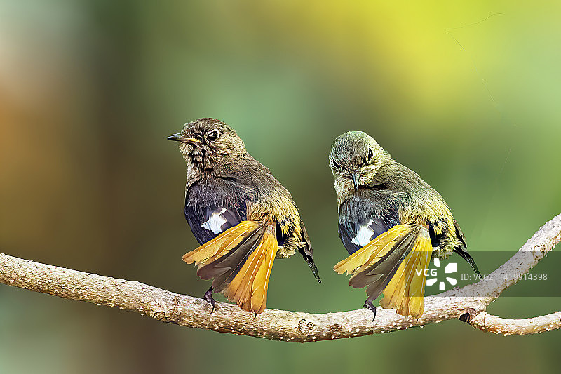 北红尾鸲图片素材