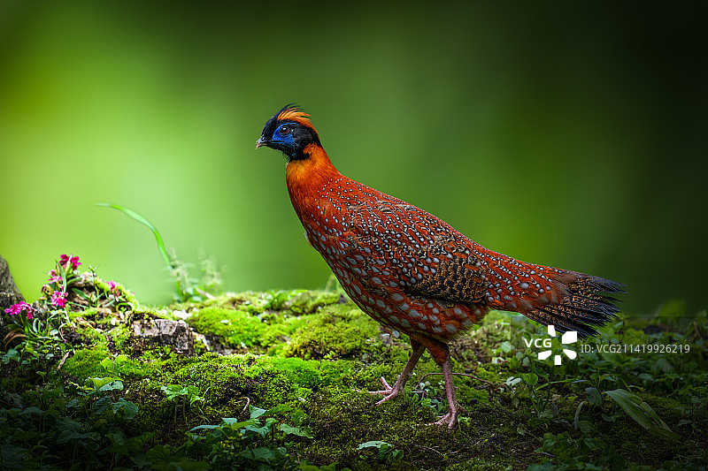 红红火火-红腹角雉图片素材