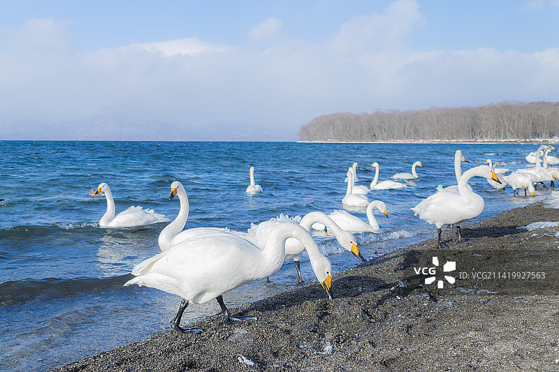 北海道冬天屈斜路湖天鹅图片素材