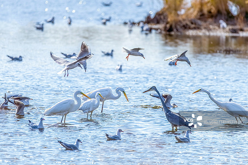 秋季大庆龙凤湿地候鸟黄嘴白鹭图片素材