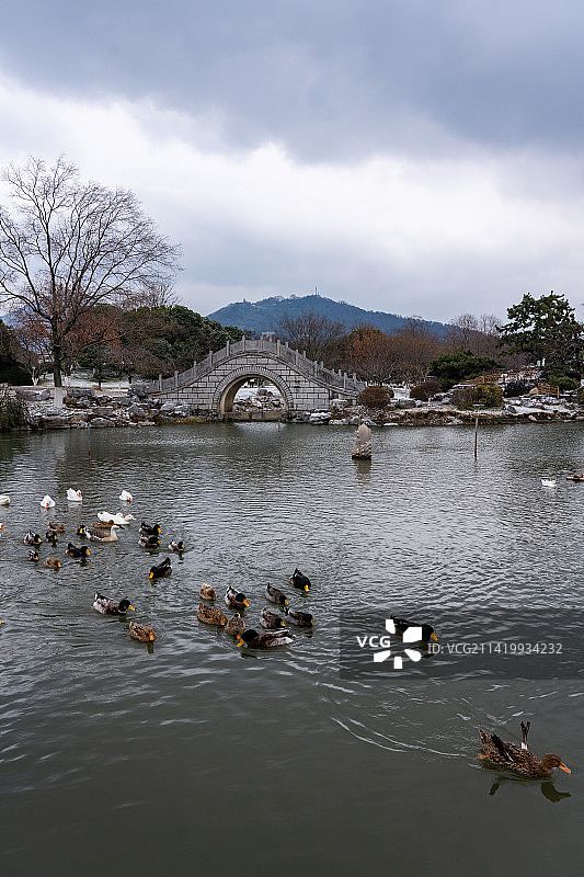 下雪后南京情侣园湖面上的鸭子图片素材