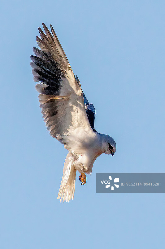 黑翅鸢图片素材