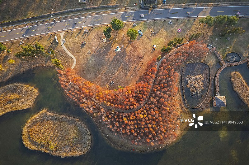 松雅湖水杉林图片素材