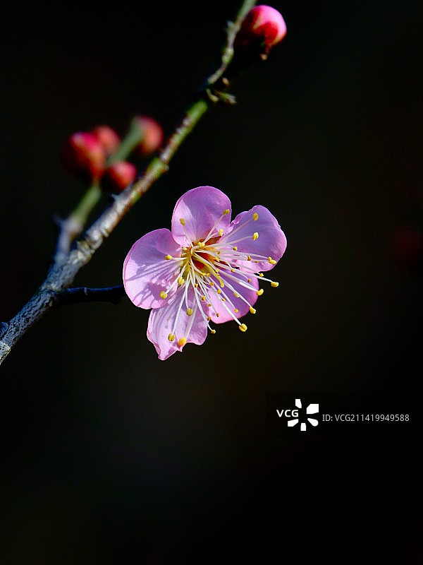 梅    花图片素材