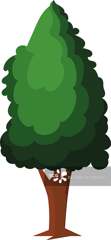 针叶树植物森林图片素材