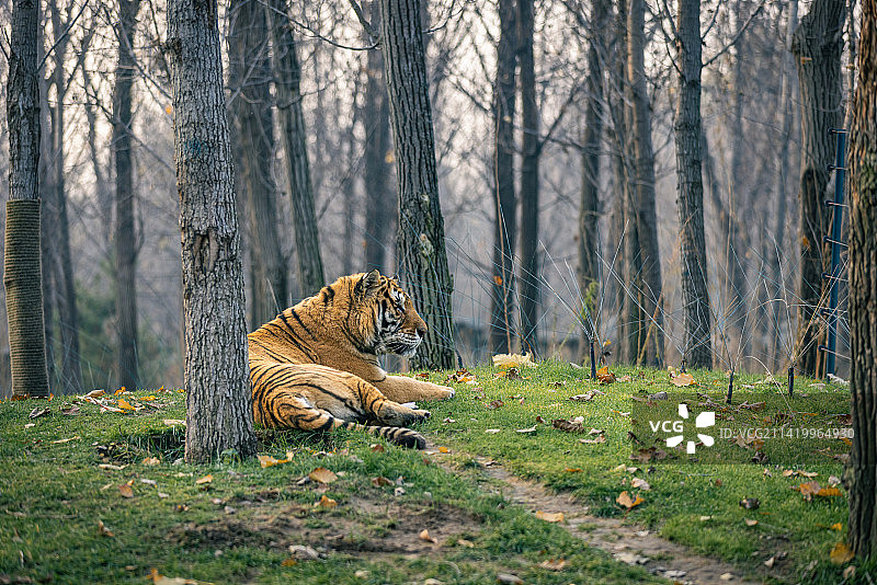 卧倒的大老虎图片素材