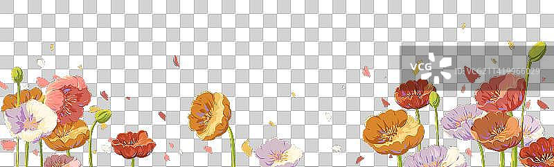 虞美人花朵插画图片素材