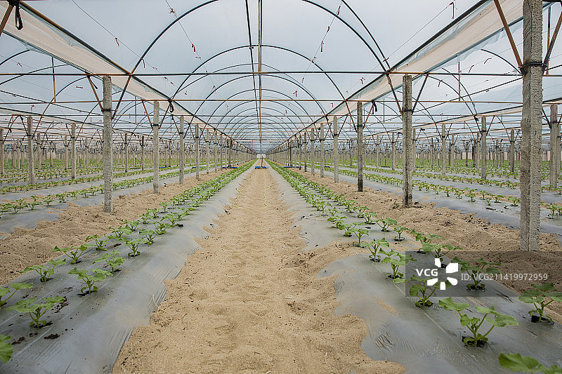 海南沙地网纹瓜哈蜜瓜种植大棚苗圃瓜苗图片素材