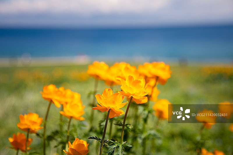 新疆赛里木湖边的金莲花特写镜头图片素材