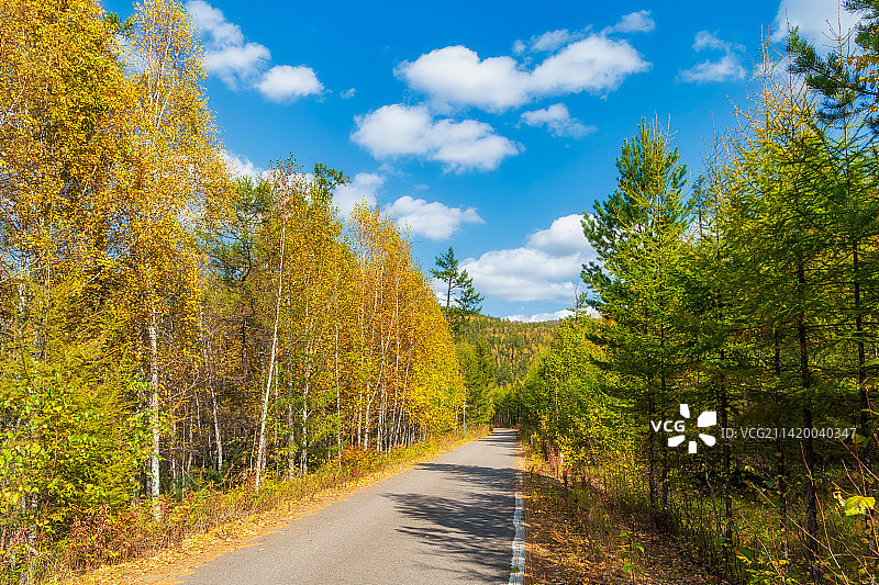 内蒙古呼伦贝尔市额尔古纳市莫尔道嘎国家森林公园大兴安岭林区森林与公路秋季户外风光图片素材