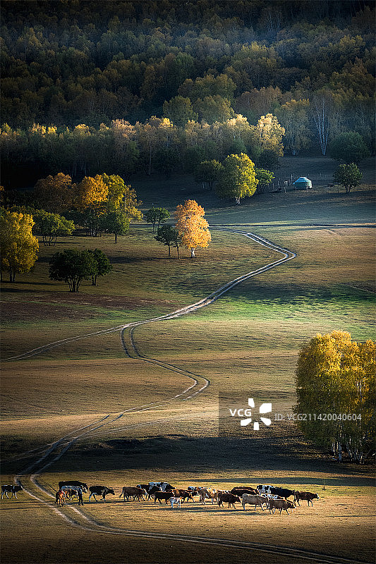 秋意渐浓(乌兰布统坝上草原）图片素材