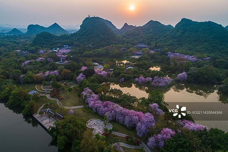 航拍柳州都乐公园紫荆花图片素材