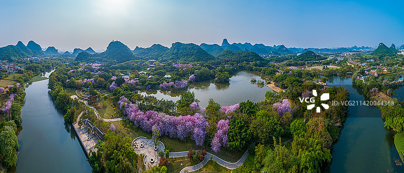 航拍柳州都乐公园紫荆花图片素材