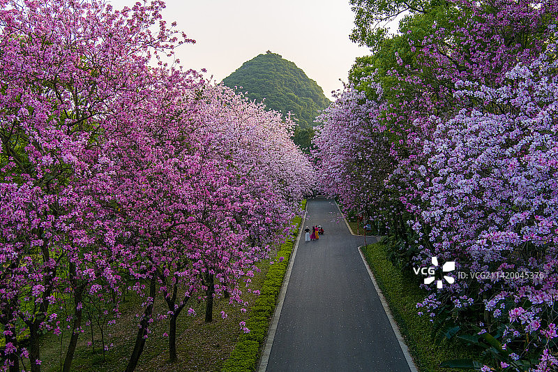 航拍柳州紫荆花图片素材