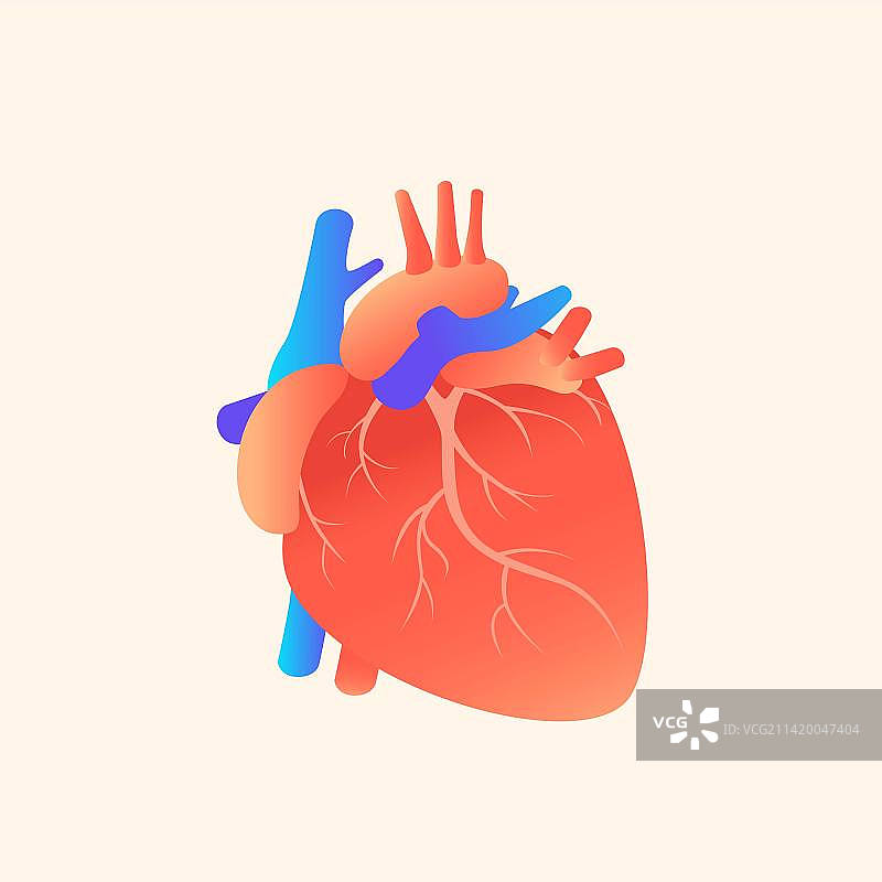 心脏器官人体医疗插画元素图片素材