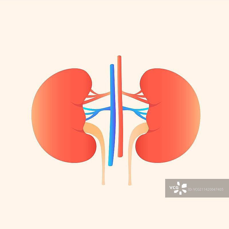 肾脏双肾器官人体医疗插画元素图片素材