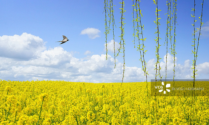 春天燕子在花田柳树飞翔图片素材