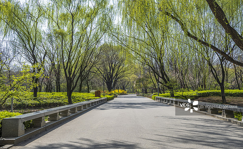 公园里的林荫大道图片素材