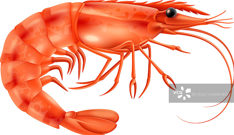 写实风格鲜虾图片素材