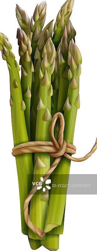 逼真风格芦笋图片素材