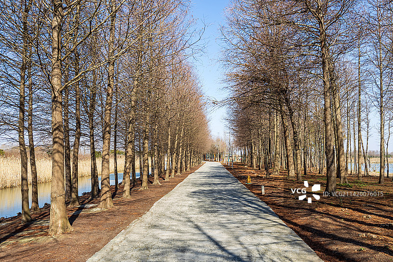 上海崇明东滩湿地公园图片素材