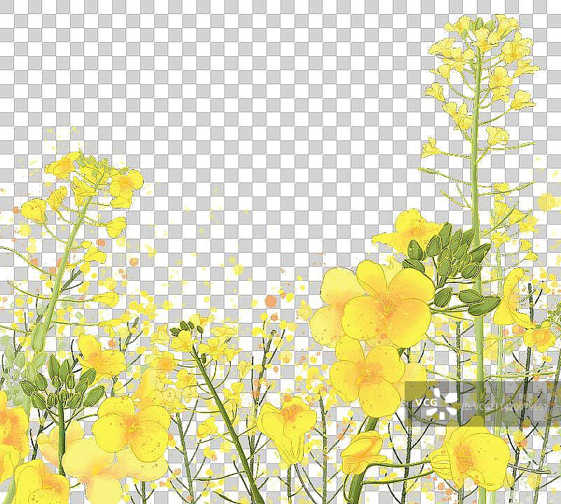 春天节气水彩自然风背景 油菜花 花田图片素材