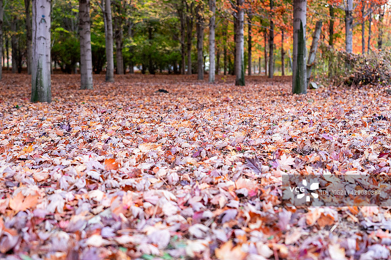 地面上秋天落下的枫叶图片素材