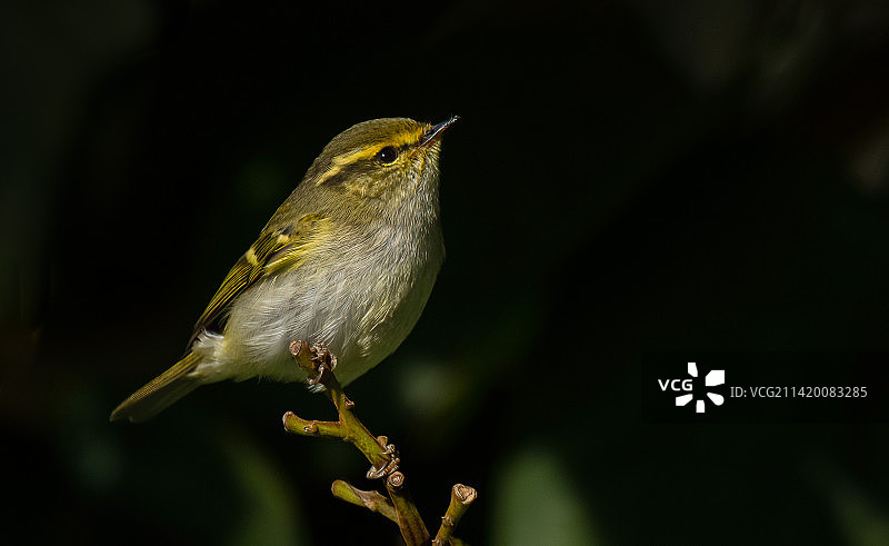 黄腰柳莺图片素材