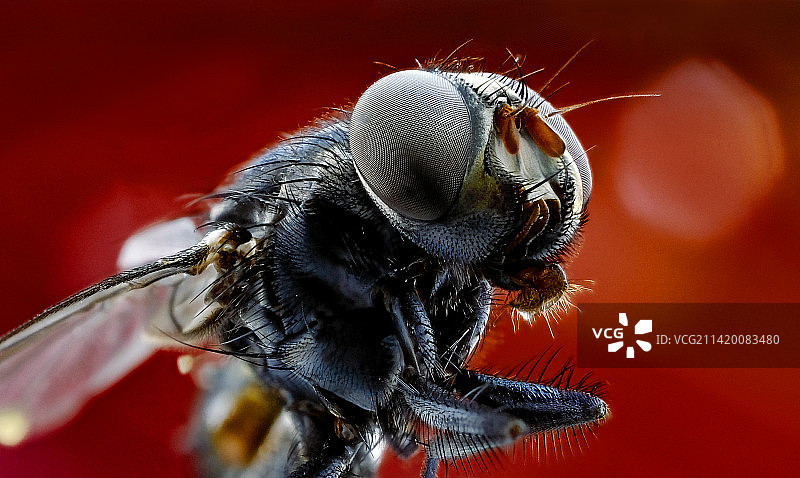 昆虫复眼高清微距头部特写图片素材