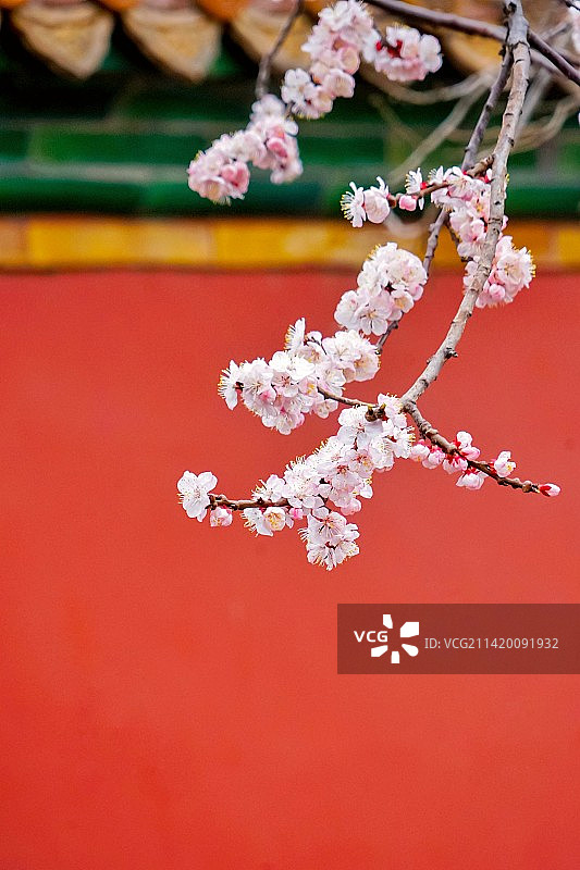 春天故宫红墙杏花图片素材