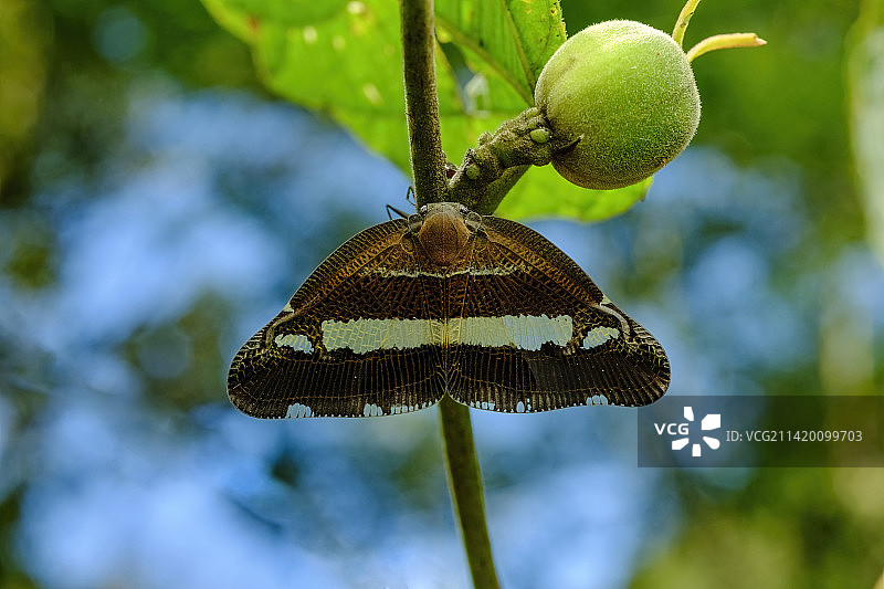 阔带宽广翅蜡蝉图片素材
