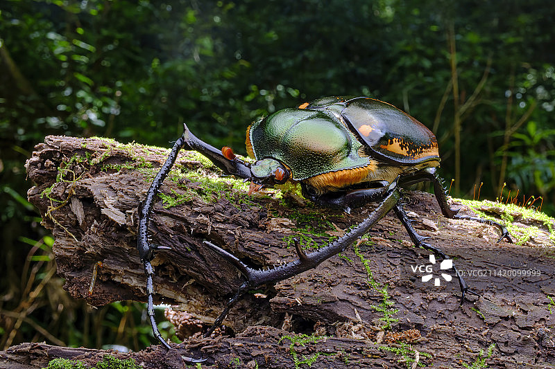 阳彩臂金龟图片素材