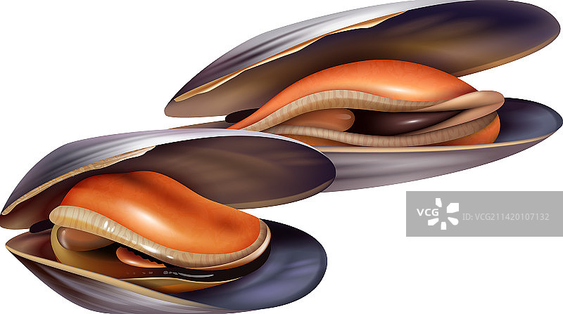 逼真的贻贝图片素材