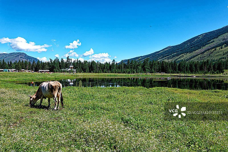 大美新疆喀纳斯图片素材