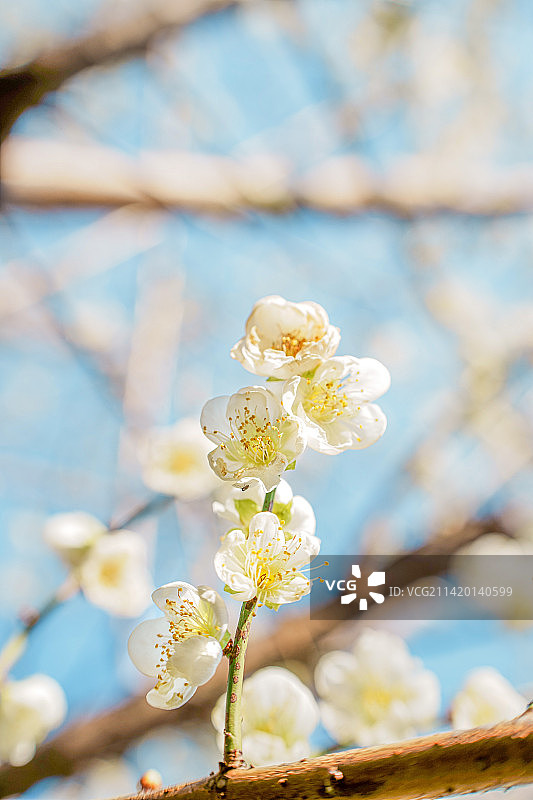 唯美梅花图片素材