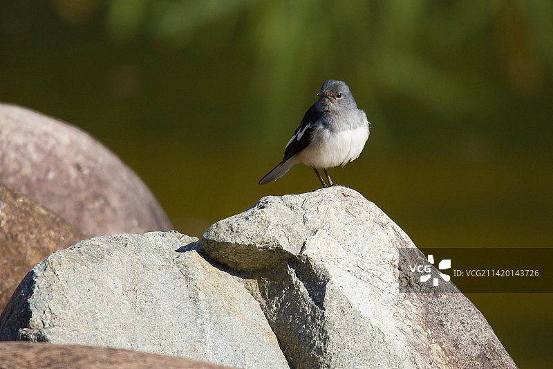石头上的鸟图片素材