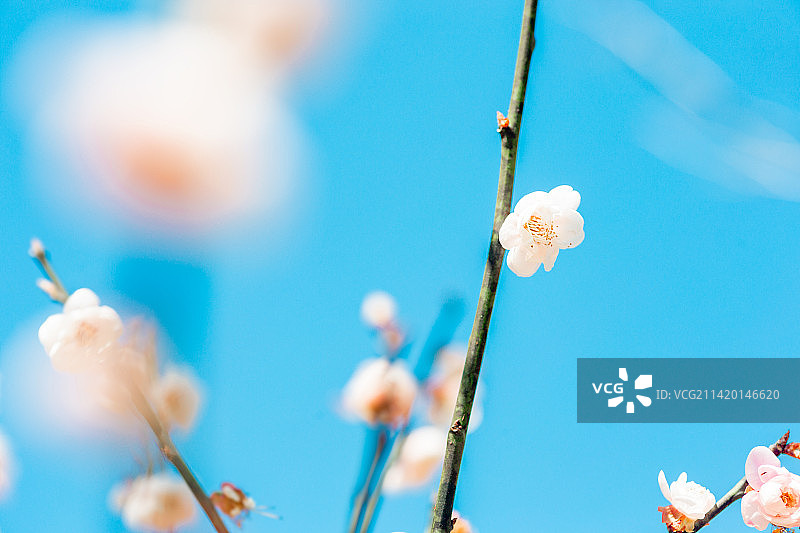 白色梅花图片素材