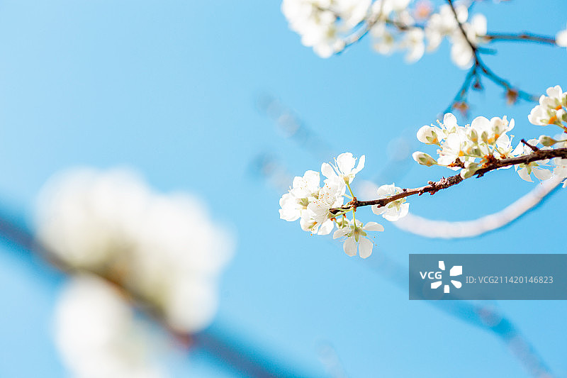 李子花图片素材