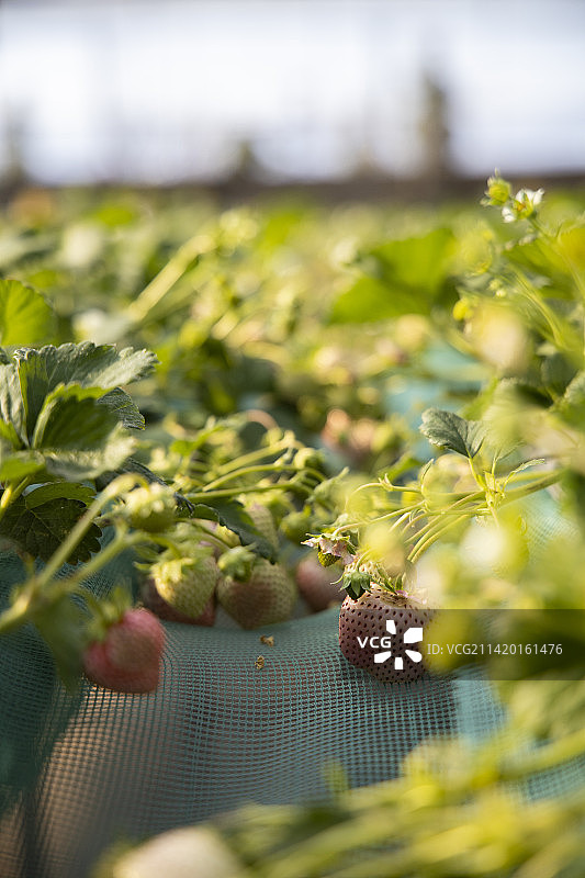 奶油草莓图片素材